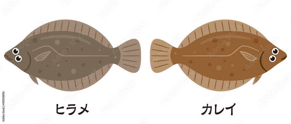 左ヒラメに右カレイ Stock Vector Adobe Stock