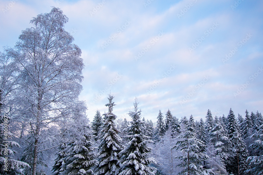 Snowy treetops and sky with cirrus clouds on sunny frosty day. Beautiful landscape of winter forest