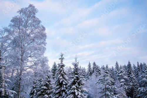 Snowy treetops and sky with cirrus clouds on sunny frosty day. Beautiful landscape of winter forest © lara-sh