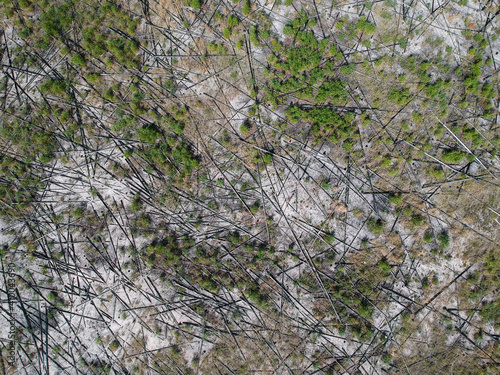 Obraz na płótnie A view from the height of the burned forest a couple of years ago. The consequences of a forest fire from a height. w salonie