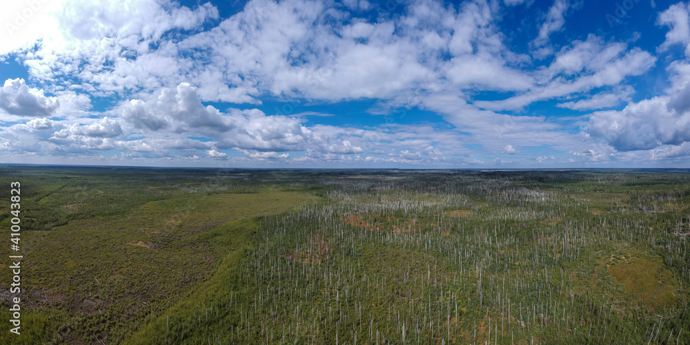 A large panorama of the view from the height of the burned forest a couple of years ago. The consequences of a forest fire from a height.