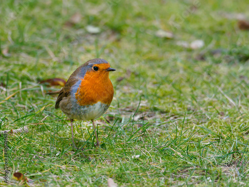  close up of a robin standing on the ground © karegg