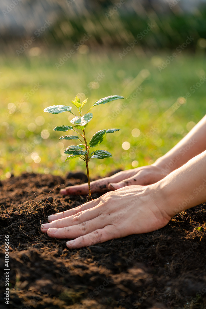 Fototapeta premium Plant the tree in the garden as save world concept. Close up woman hand planting small trees in the garden.