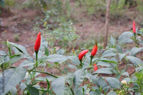 Fresh chili is on the tree Thai chilli tree agriculteral in organic farm in Thailand photo