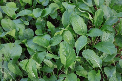 Wallpaper Mural The kale plot is grown organic. In a small garden Healthy vegetables Torontodigital.ca
