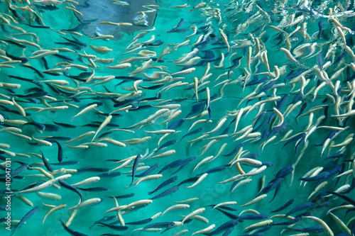 Tableau sur toile Trout farming in the fish pond, breeding freshwater fish