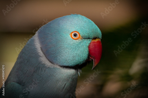 close up of a blue Indian ringneck parrot photo