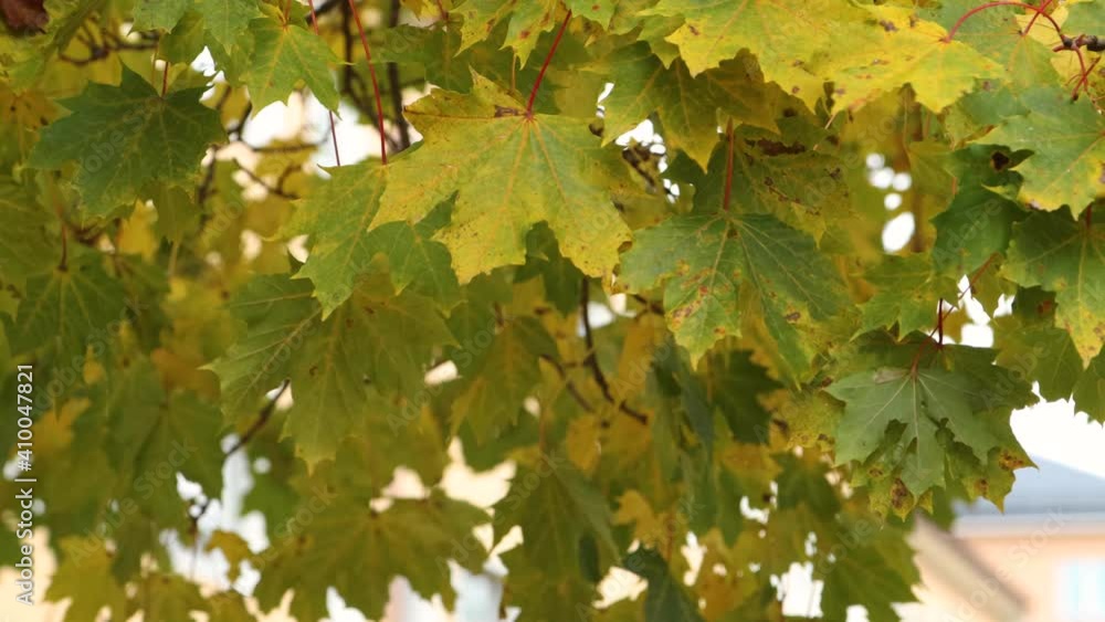 Close up of golden maple tree leaves during autumn Close up of golden maple tree leaves during autumn