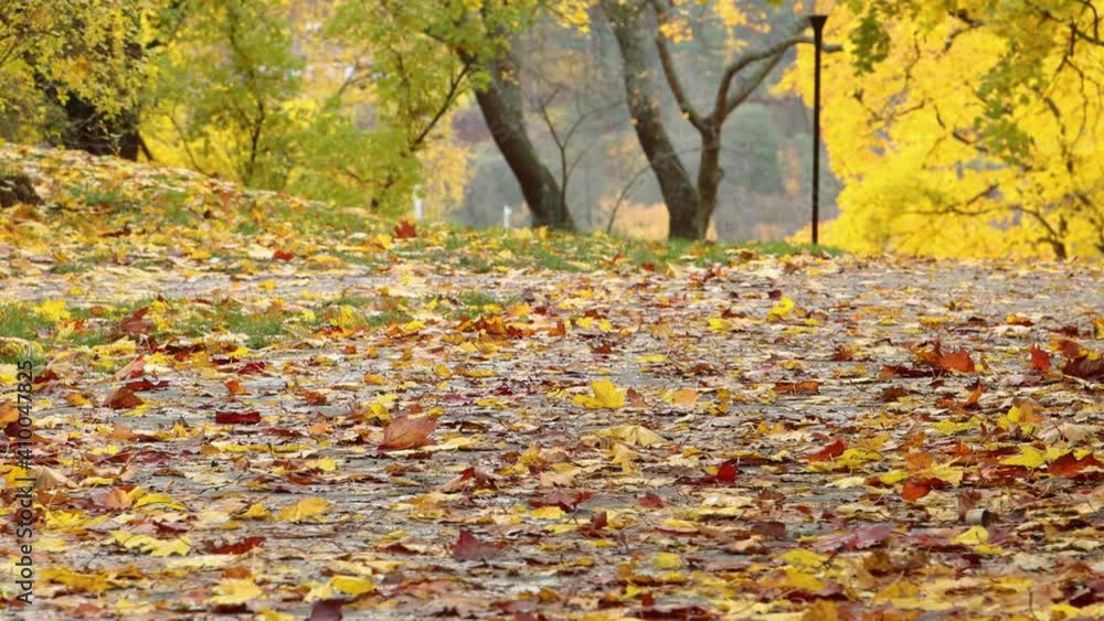 Autumn leaves falling to ground on park path, low angle Autumn leaves falling to ground on park path, low angle