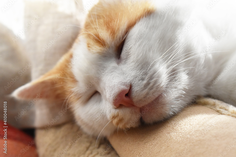 Cat sleeping face closeup.  Selective focus on cat nose. 