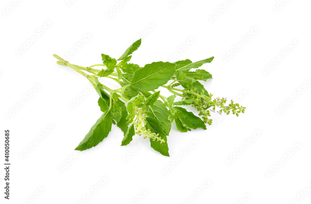 Basil flower, stalk and leaves isolated on a white Basil flower, stalk and leaves isolated on a white