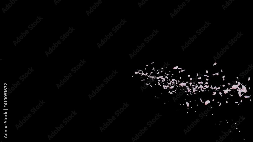 Cherry Blossom Flow Along Curve. This work is spread cherry blossom petal flow curve and alpha channel you can place on footage or background easier to change color. Cherry Blossom Flow Along Curve. This work is spread cherry blossom petal flow curve and alpha channel you can place on footage or background easier to change color.