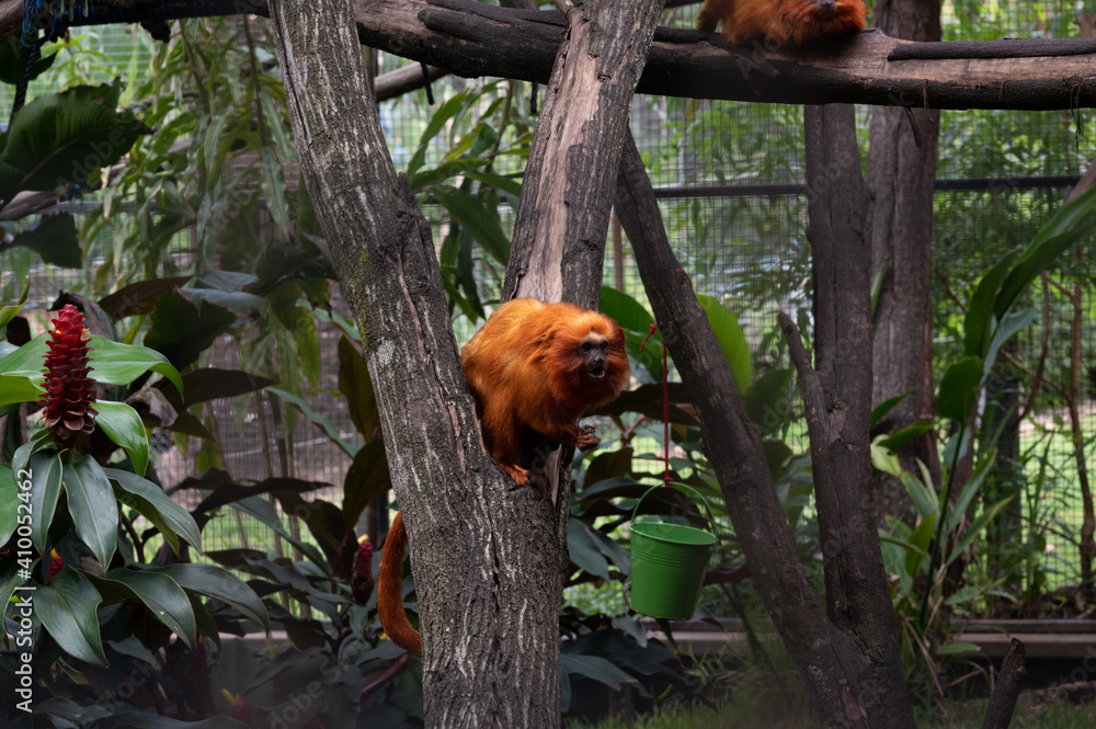 Obraz premium Golden Lion Tamarin
