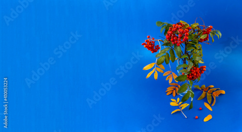 Billede på lærred bunch of rowan branches with red berries on a blue background with space for tex