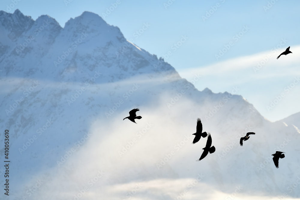 Northern ravens play in the updrafts around Alaska's Chugach Range.