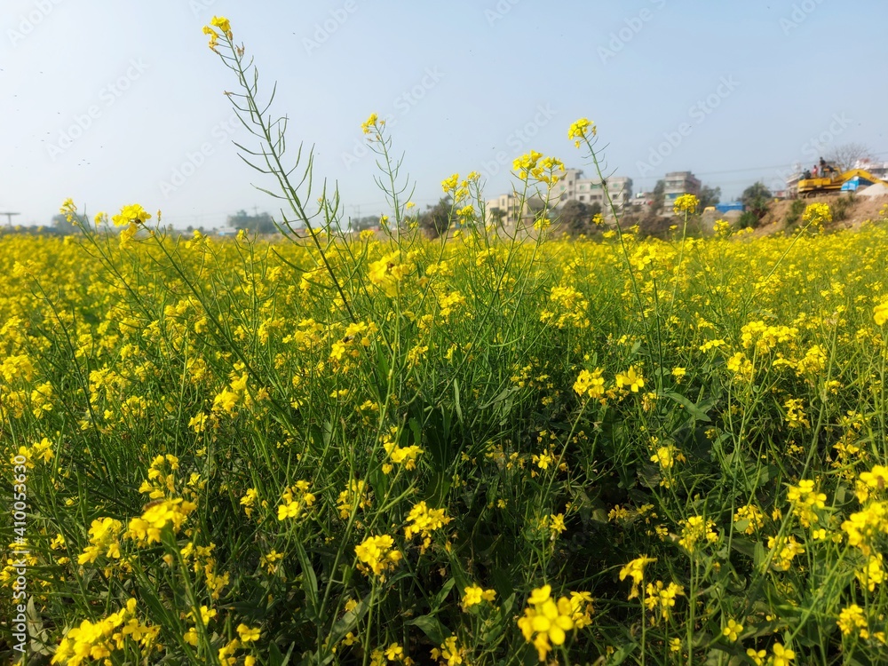 field of dandelions field of dandelions