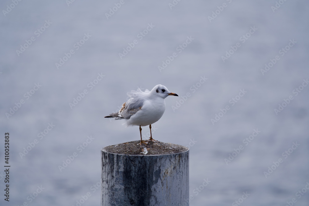 Seagull on a post and blown feathers, lake of Zurich, Switzerland. Seagull on a post and blown feathers, lake of Zurich, Switzerland.
