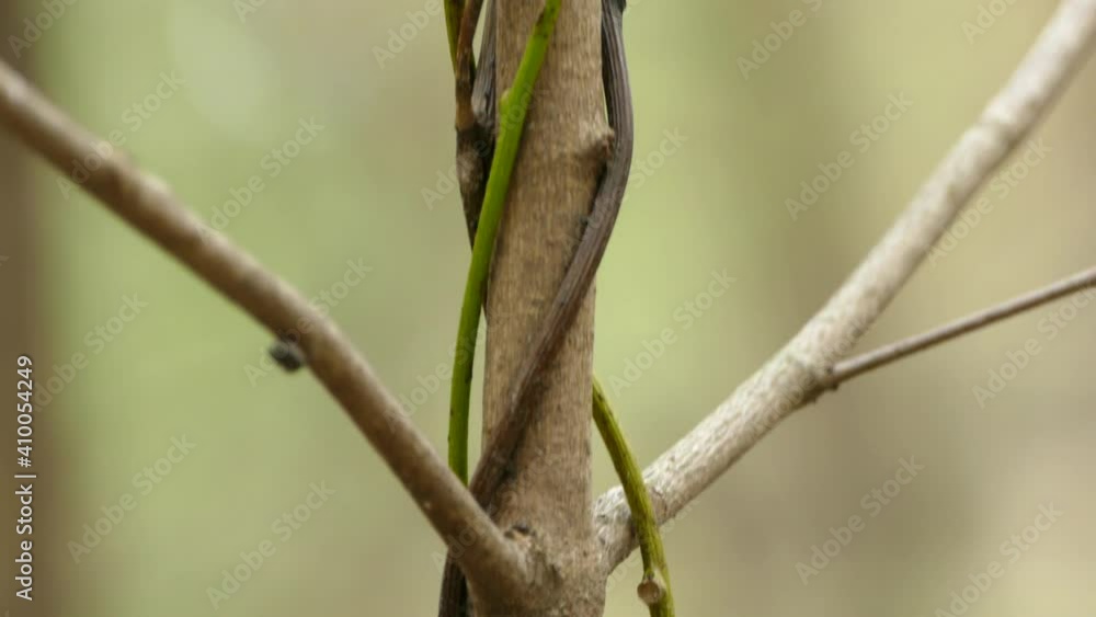 Small green branches growing in a twist over a big brown branch in Ontario. Close up slowly tilt shot Small green branches growing in a twist over a big brown branch in Ontario. Close up slowly tilt shot
