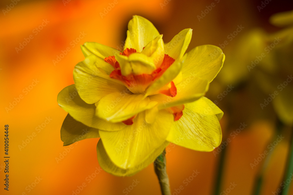 Amazing yellow huge bright daffodils in sunlight Amazing yellow huge bright daffodils in sunlight