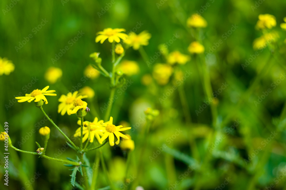 Spring Blooming field - bright green plants, grass and wildflowers with young foliage on a bright warm sunny day in early spring. Spring Blooming field - bright green plants, grass and wildflowers with young foliage on a bright warm sunny day in early spring.
