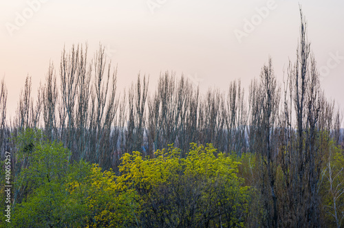 Spring landscape - bright green trees with young foliage on a bright warm sunny day in early spring.