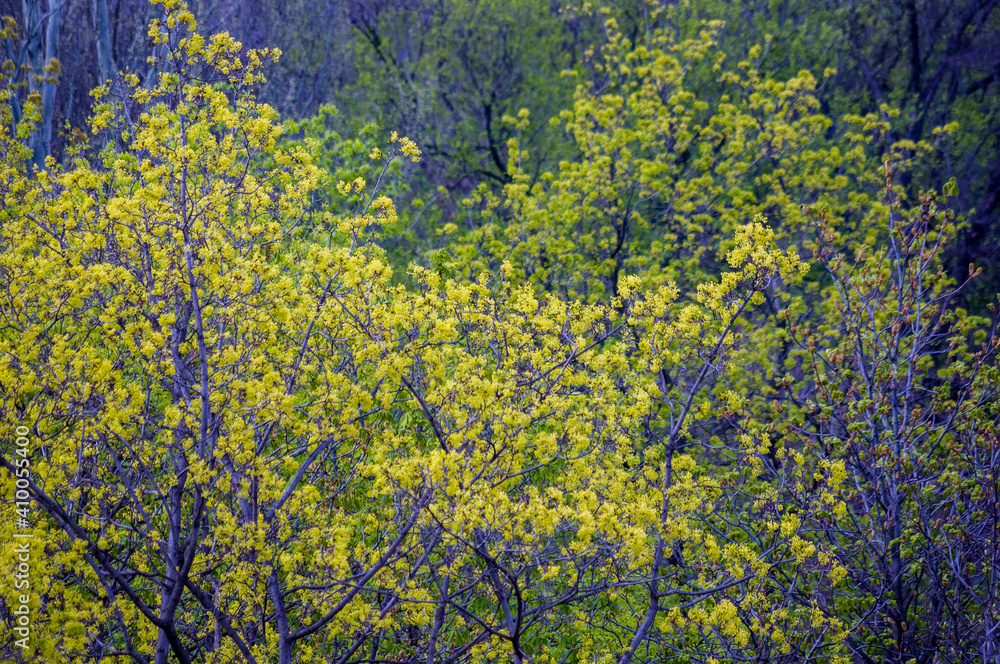 Spring landscape - bright green trees with young foliage on a bright warm sunny day in early spring. Spring landscape - bright green trees with young foliage on a bright warm sunny day in early spring.