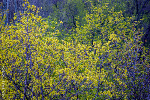 Fototapeta Naklejka Na Ścianę i Meble -  Spring landscape - bright green trees with young foliage on a bright warm sunny day in early spring.