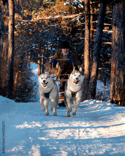 Photography Two husky dogs are pulling a sled with an old musher on the snowy road
