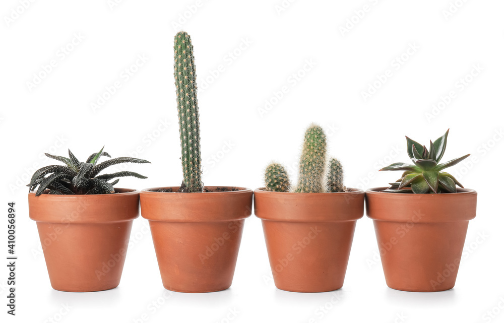 Green succulents and cacti in pots on white background