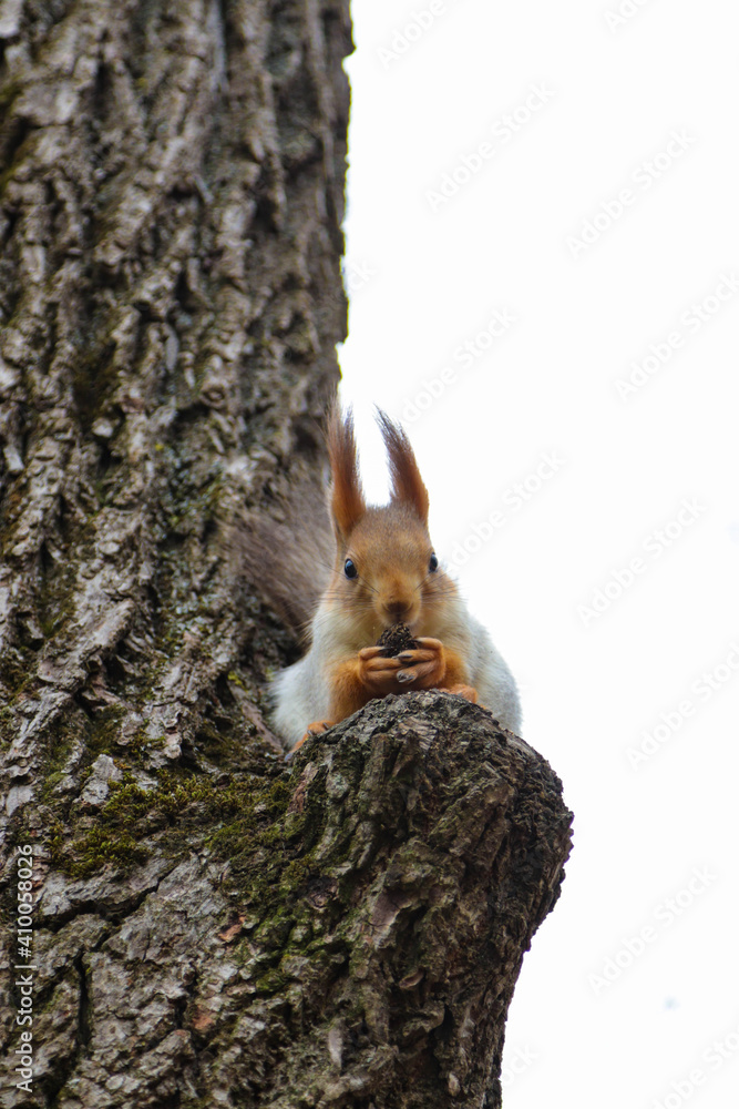 Red squirrel gnaws a nut on a tree Red squirrel gnaws a nut on a tree