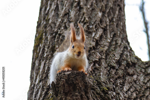 Red squirrel gnaws a nut on a tree © Лаура Летова