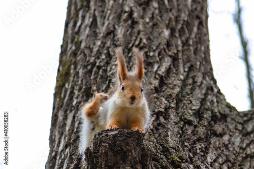 Funny red squirrel sitting on a tree