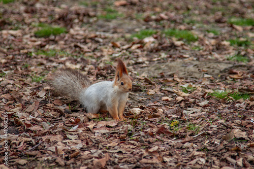 Playful ginger squirrel looking for nuts in the foliage