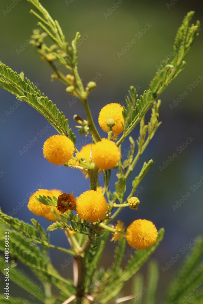 Thorn tree in flower. Thorn tree in flower.