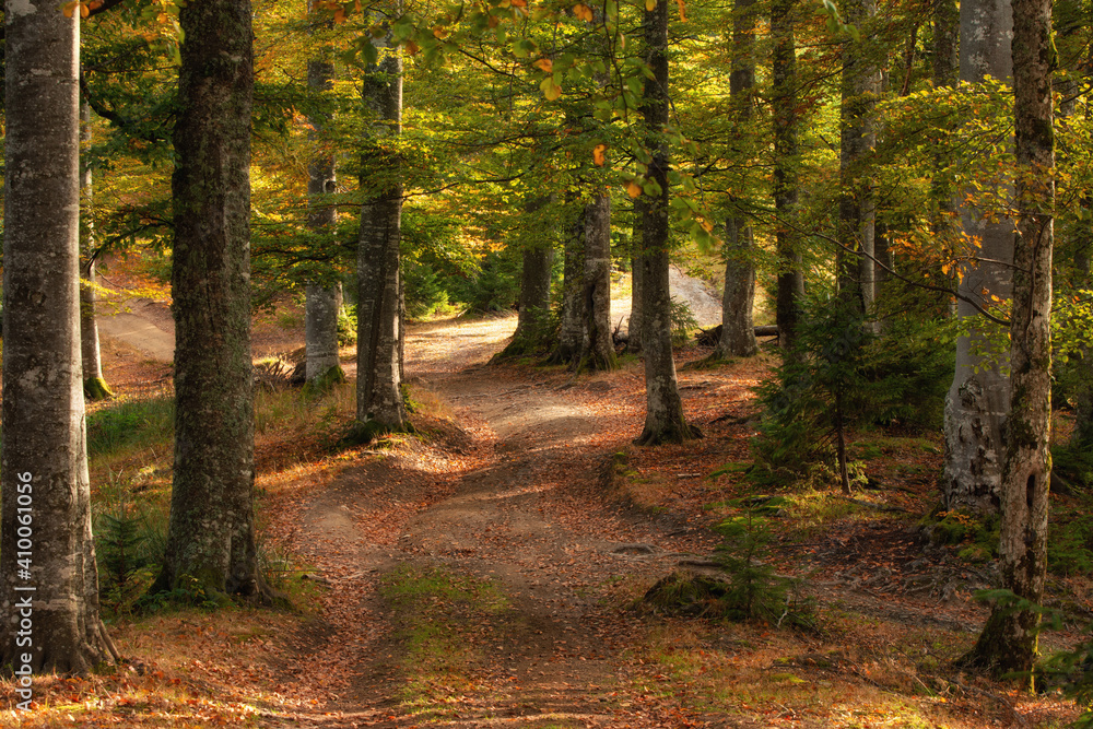 Fototapeta premium Autumn forest in the mountains, warm colors