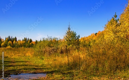 autumn in the forest