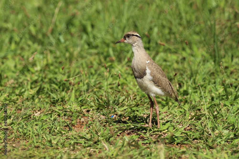 Lapwing Plover chick standing in the grass. Lapwing Plover chick standing in the grass.