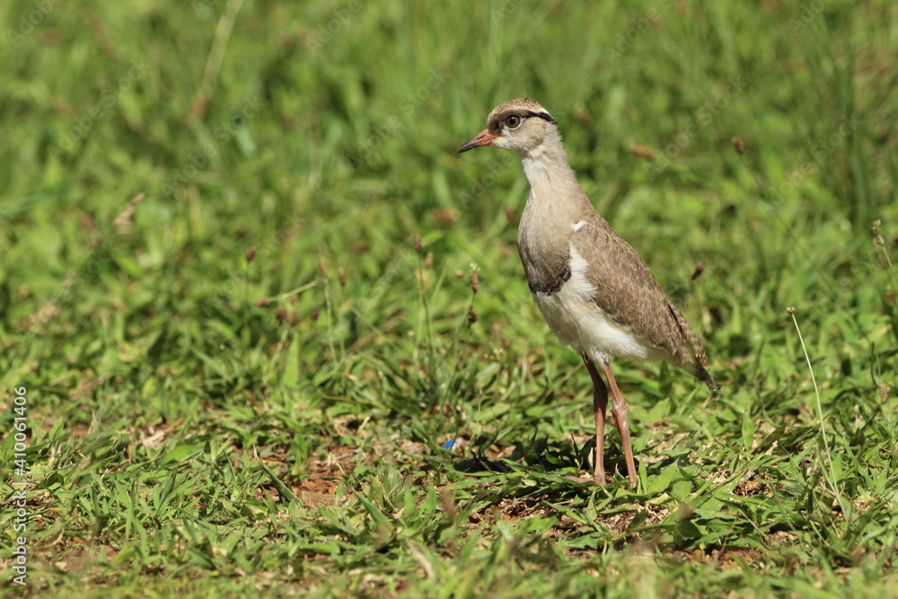 Lapwing Plover chick standing in the grass. Lapwing Plover chick standing in the grass.