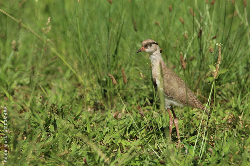Lapwing Plover chick standing in the grass.