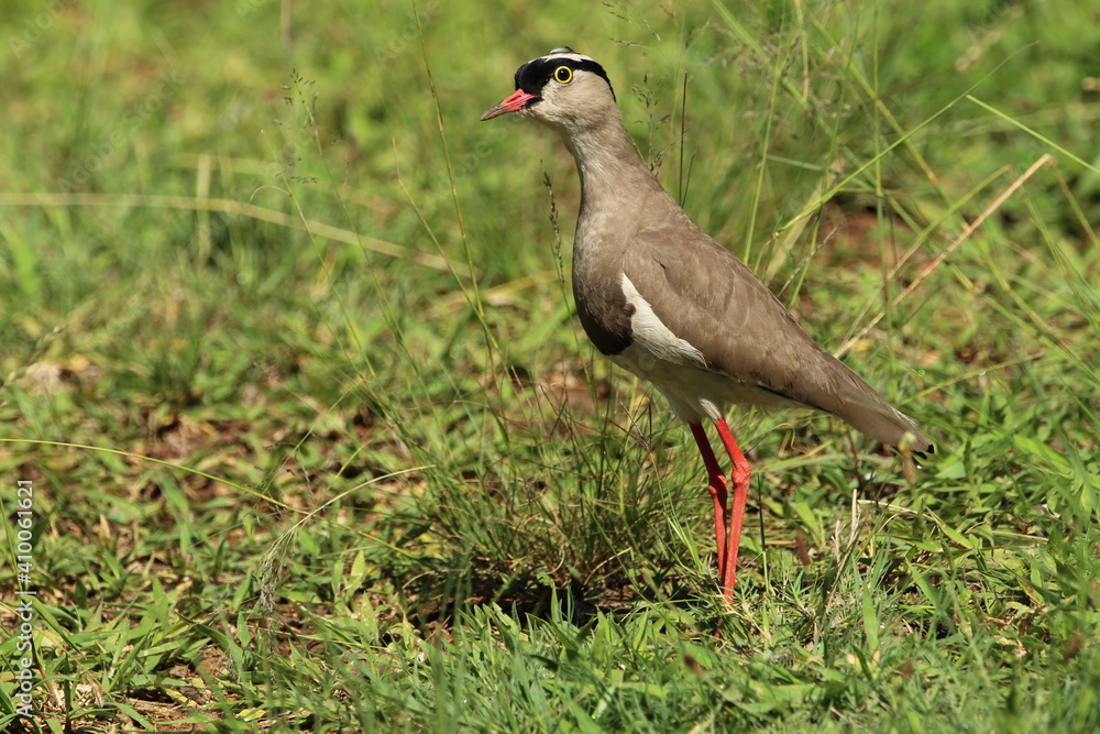 Lapwing Plover standing in the grass. Lapwing Plover standing in the grass.