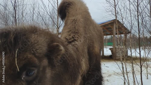 Bactrian camel. Two humped camel approaches the man. camel in the snow in winter. Camelus bactrianus