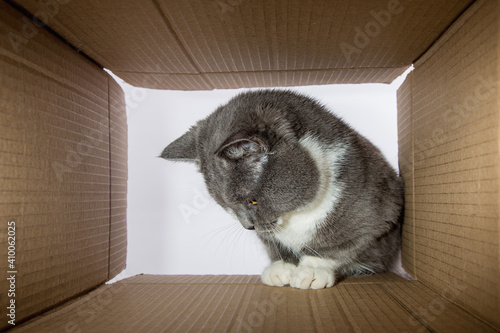 Fototapeta Naklejka Na Ścianę i Meble -  Grey beautiful cat, peeks into the cardboard carobka, a curious pet checks interesting places. Copy space.