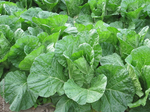 A field of growing Chinese cabbage. 