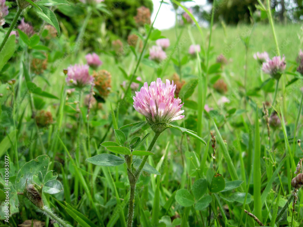 Red clover blossoms in a spring field Red clover blossoms in a spring field