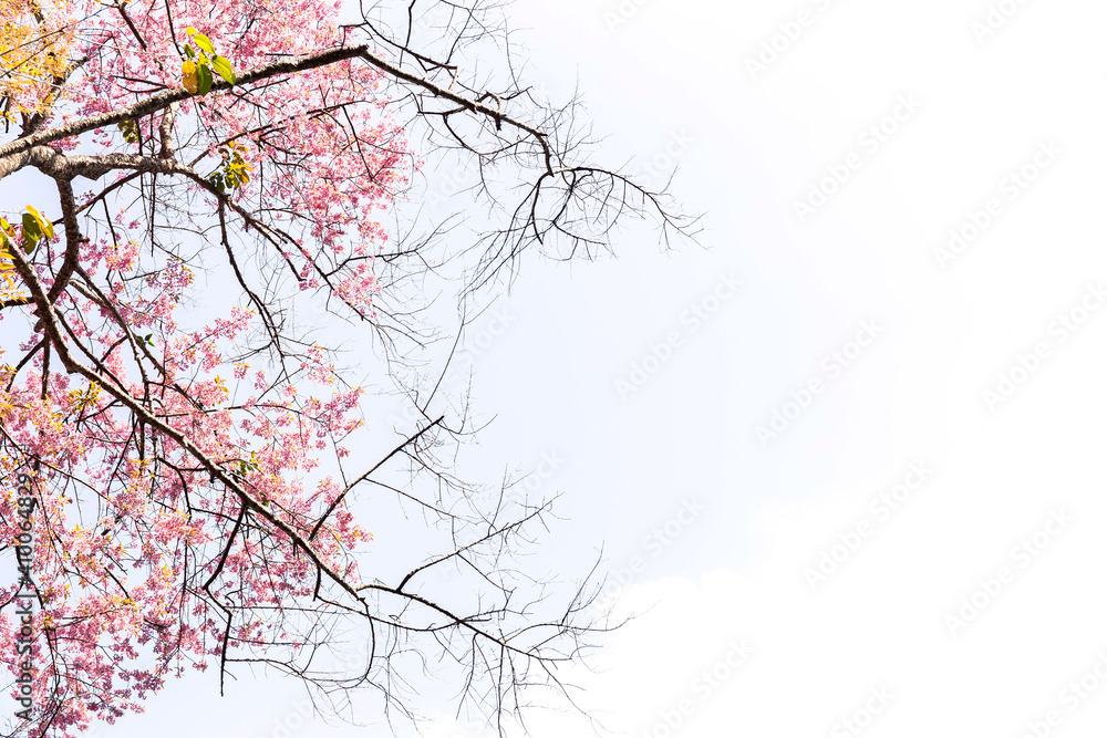 Blossom of Wild Himalayan Cherry (Prunus cerasoides) or Giant tiger flower Blossom of Wild Himalayan Cherry (Prunus cerasoides) or Giant tiger flower
