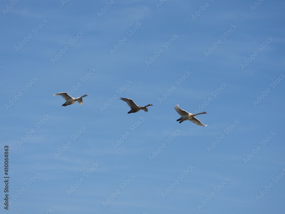 swans flying