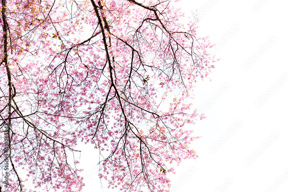 Blossom of Wild Himalayan Cherry (Prunus cerasoides) or Giant tiger flower Blossom of Wild Himalayan Cherry (Prunus cerasoides) or Giant tiger flower