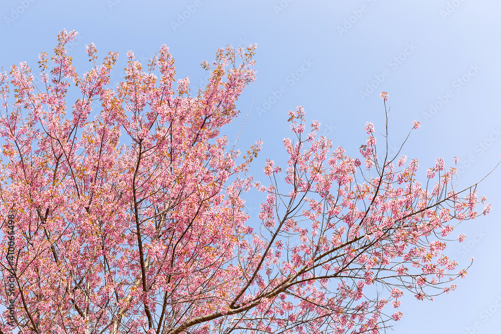 Blossom of Wild Himalayan Cherry (Prunus cerasoides) or Giant tiger flower Blossom of Wild Himalayan Cherry (Prunus cerasoides) or Giant tiger flower