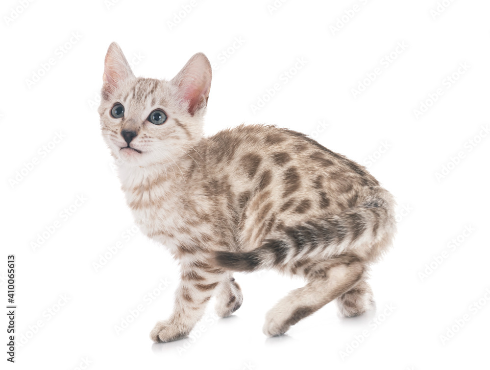 bengal kitten in studio bengal kitten in studio