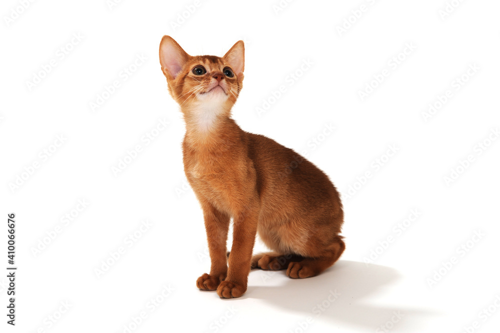 Abyssinian ginger cat on a white background